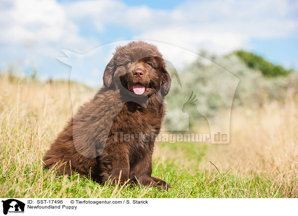 Newfoundland Puppy / SST-17496
