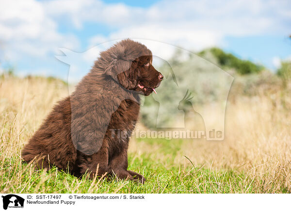 Newfoundland Puppy / SST-17497