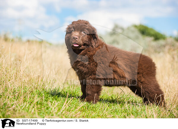 Newfoundland Puppy / SST-17499