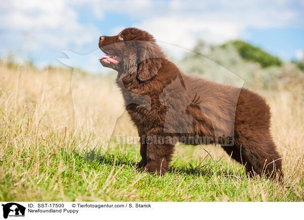 Newfoundland Puppy / SST-17500
