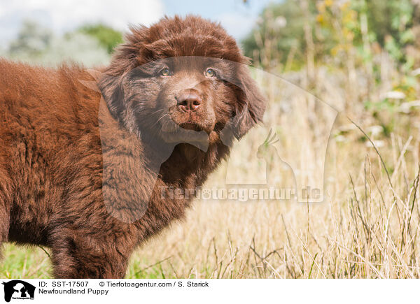 Newfoundland Puppy / SST-17507