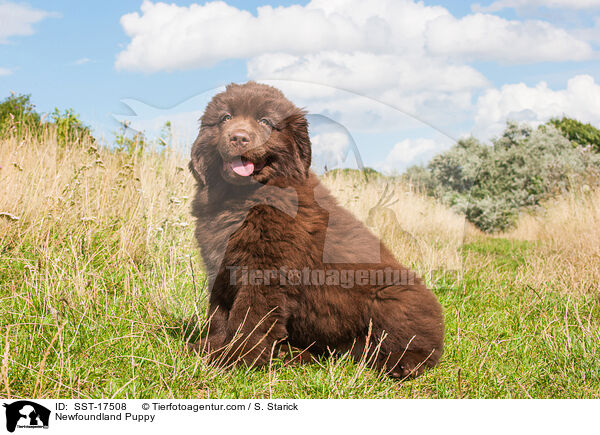 Newfoundland Puppy / SST-17508