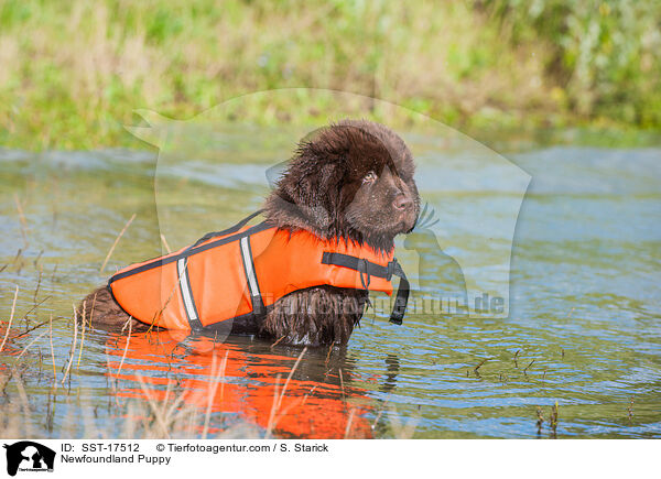 Newfoundland Puppy / SST-17512