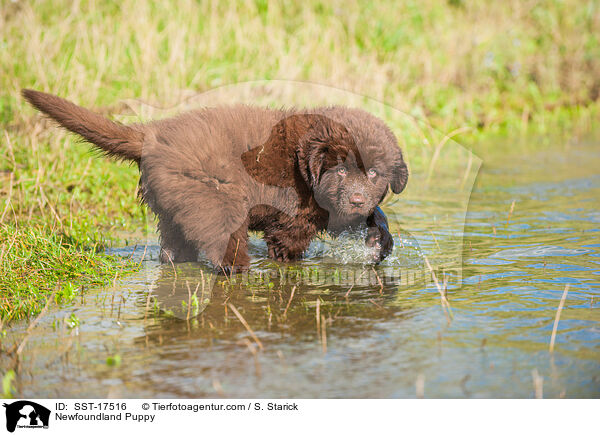 Newfoundland Puppy / SST-17516