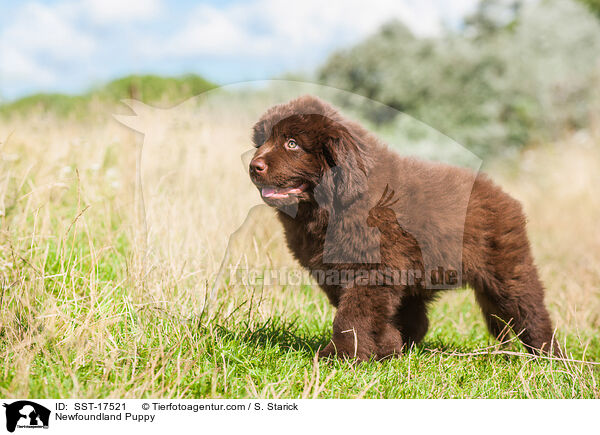 Newfoundland Puppy / SST-17521