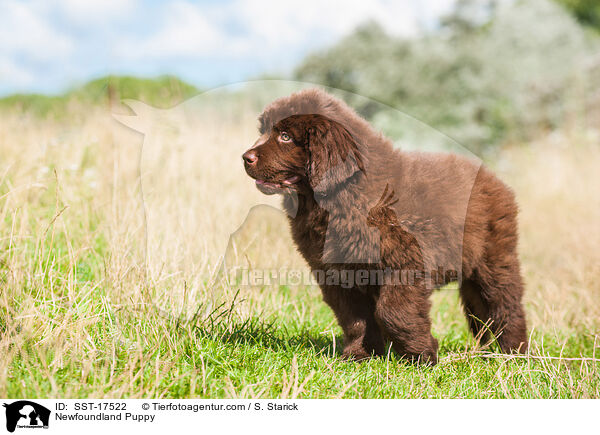 Newfoundland Puppy / SST-17522