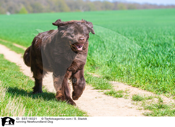 running Newfoundland Dog / SST-18321