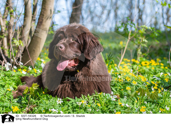 lying Newfoundland Dog / SST-18326