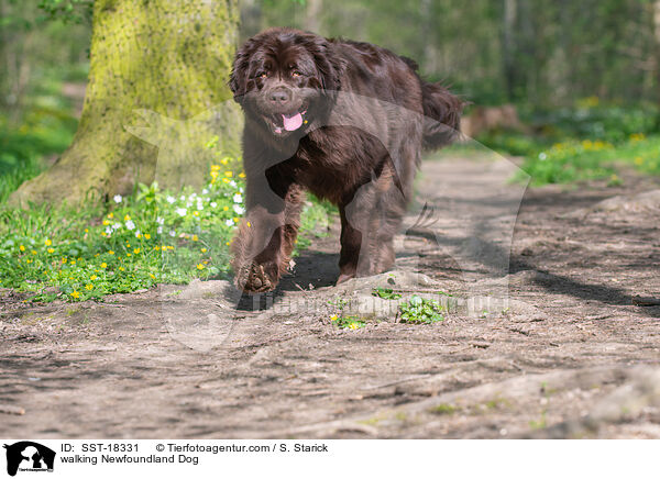 walking Newfoundland Dog / SST-18331