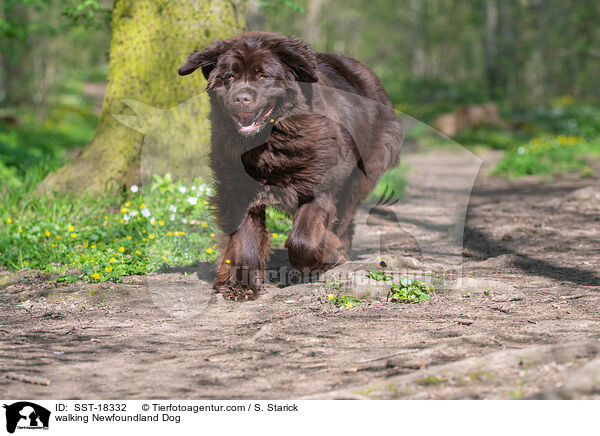 walking Newfoundland Dog / SST-18332