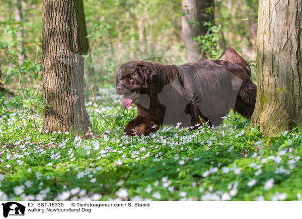 walking Newfoundland Dog / SST-18335