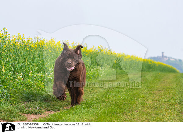 running Newfoundland Dog / SST-18339