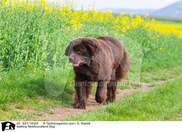 walking Newfoundland Dog / SST-18345