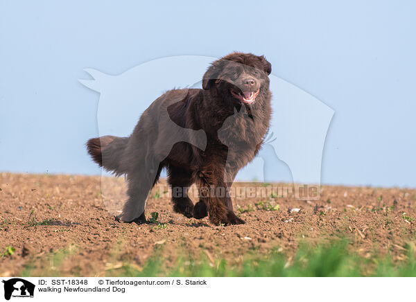 walking Newfoundland Dog / SST-18348