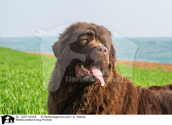 Newfoundland Dog Portrait / SST-18355