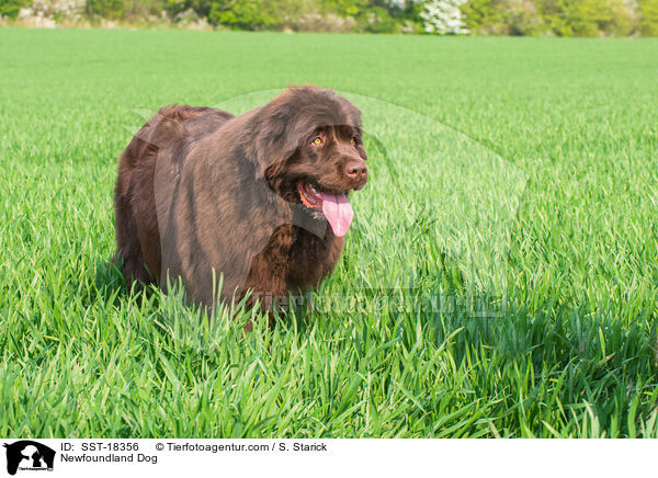 Newfoundland Dog / SST-18356