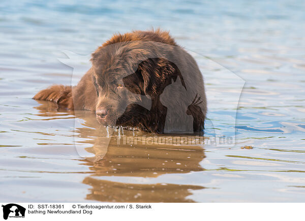bathing Newfoundland Dog / SST-18361