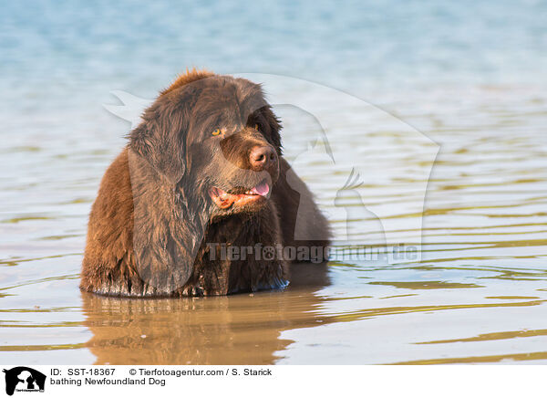 bathing Newfoundland Dog / SST-18367
