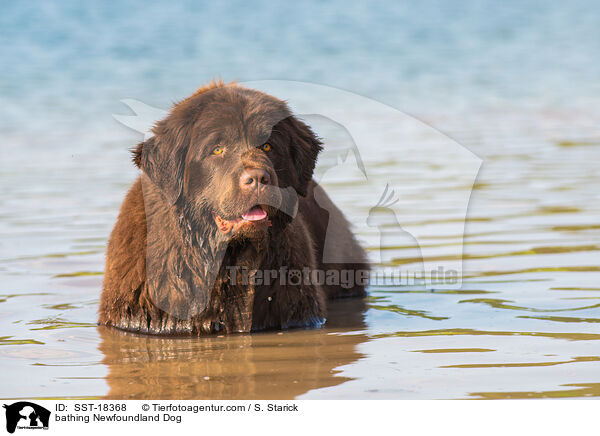 bathing Newfoundland Dog / SST-18368