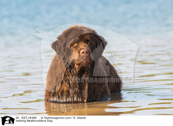 bathing Newfoundland Dog / SST-18369