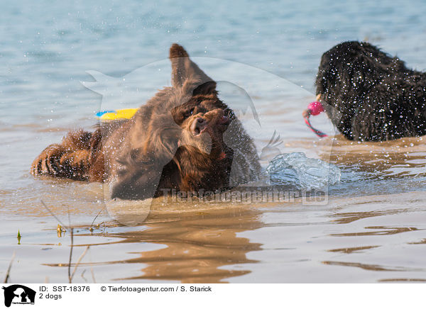 2 dogs / SST-18376