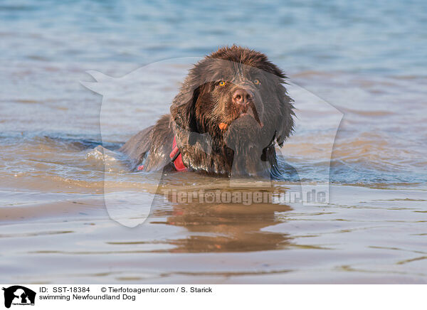 swimming Newfoundland Dog / SST-18384