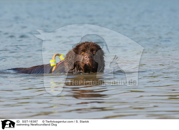 swimming Newfoundland Dog / SST-18387