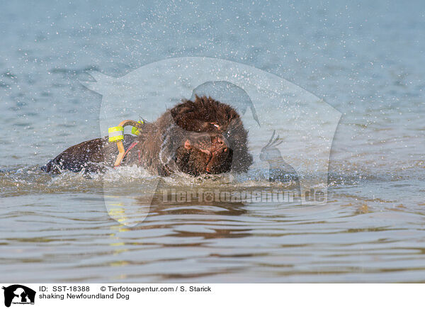 shaking Newfoundland Dog / SST-18388