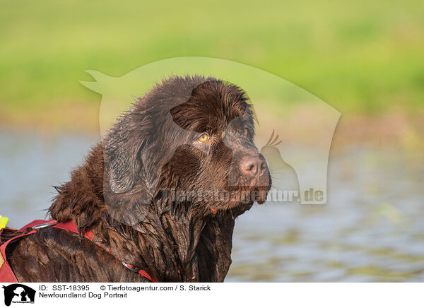 Newfoundland Dog Portrait / SST-18395