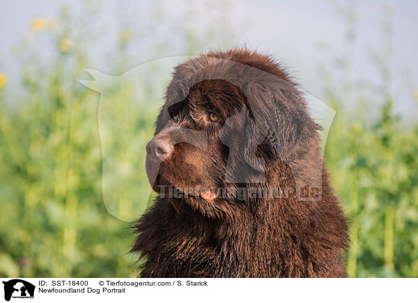 Newfoundland Dog Portrait / SST-18400