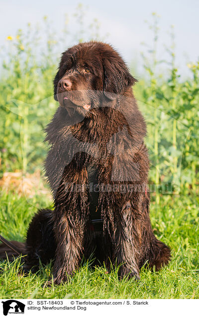 sitting Newfoundland Dog / SST-18403