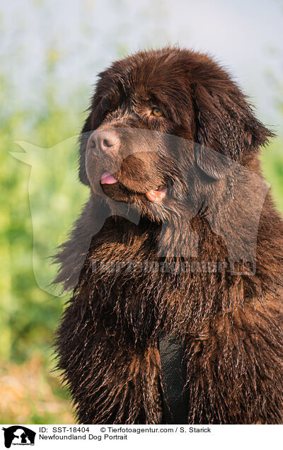 Newfoundland Dog Portrait / SST-18404