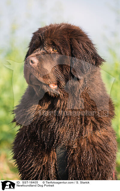 Newfoundland Dog Portrait / SST-18405