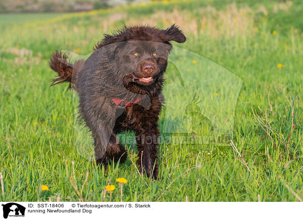 running Newfoundland Dog / SST-18406