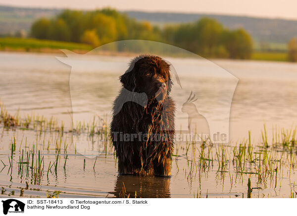 bathing Newfoundland Dog / SST-18413