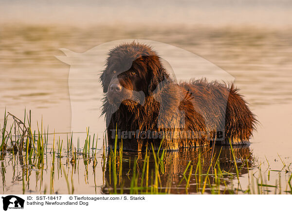 bathing Newfoundland Dog / SST-18417