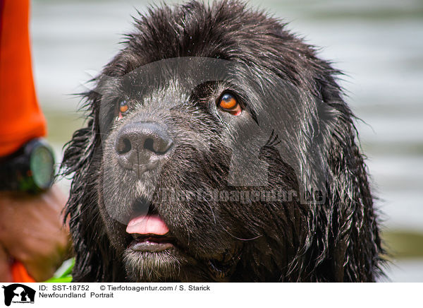 Newfoundland  Portrait / SST-18752