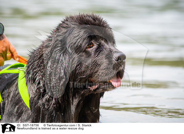 Newfoundland is trained as a water rescue dog / SST-18756