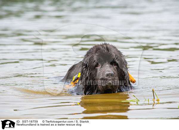 Newfoundland is trained as a water rescue dog / SST-18759