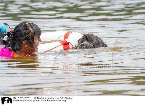 Neufundlnder wird ausgebildet zum Wasserrettungshund / Newfoundland is trained as a water rescue dog / SST-18761
