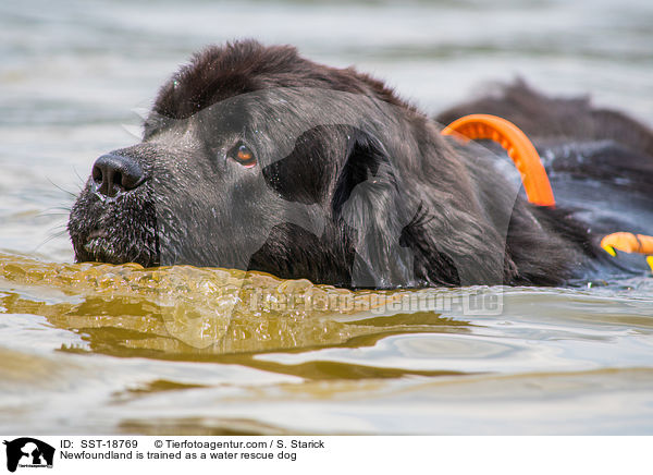 Newfoundland is trained as a water rescue dog / SST-18769