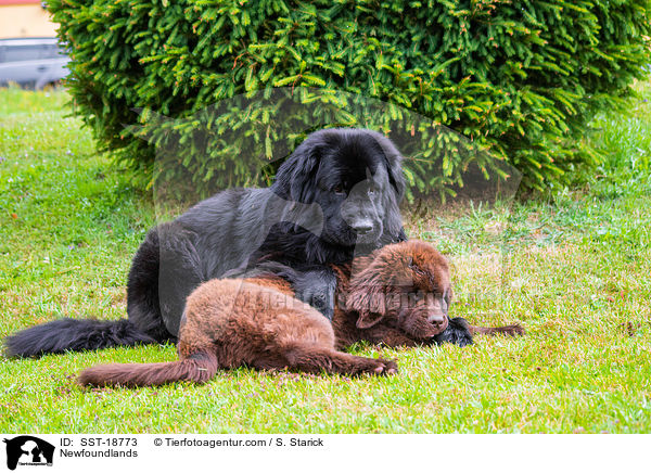 Newfoundlands / SST-18773