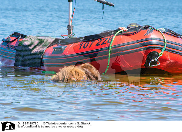 Newfoundland is trained as a water rescue dog / SST-18780