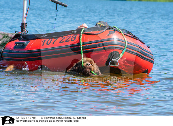 Newfoundland is trained as a water rescue dog / SST-18781