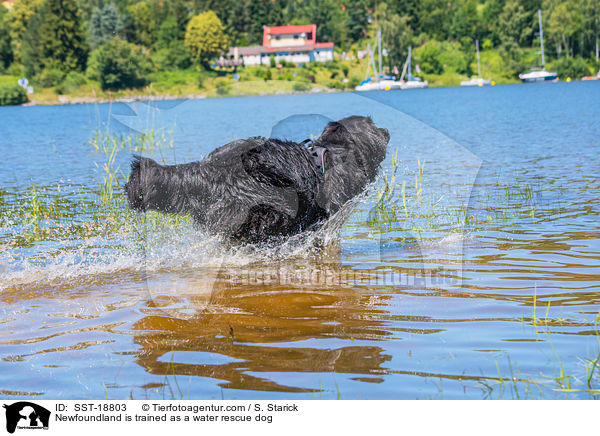 Newfoundland is trained as a water rescue dog / SST-18803