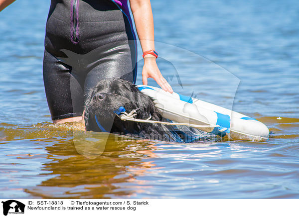 Newfoundland is trained as a water rescue dog / SST-18818