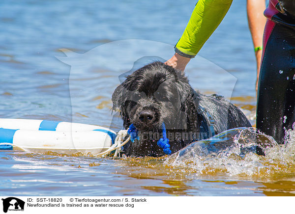 Newfoundland is trained as a water rescue dog / SST-18820