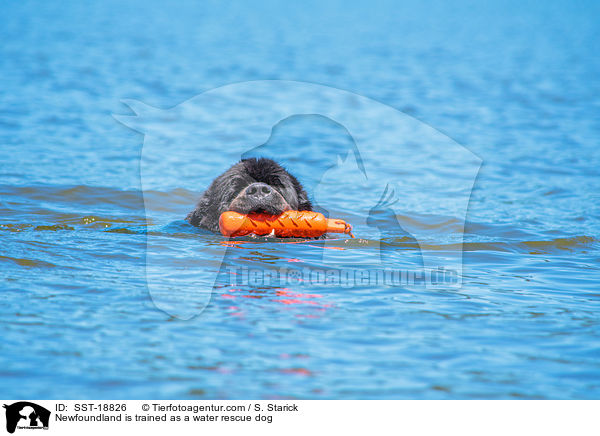 Newfoundland is trained as a water rescue dog / SST-18826