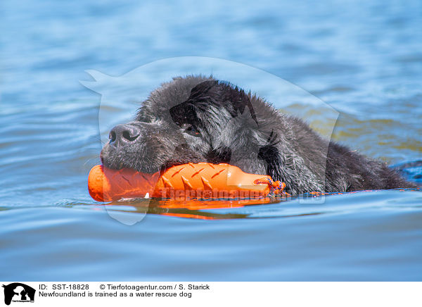 Newfoundland is trained as a water rescue dog / SST-18828