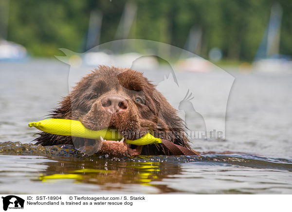 Newfoundland is trained as a water rescue dog / SST-18904